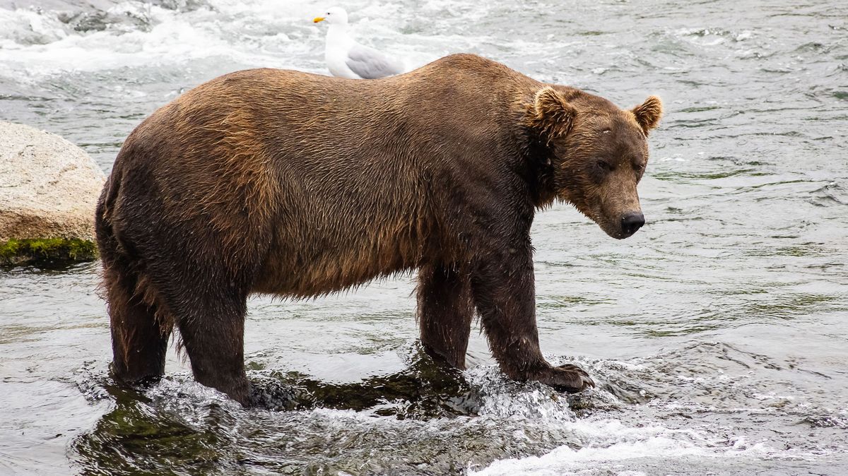 Myslivci vyzvali úřady, aby důkladně prošetřily výskyty medvědů v ČR